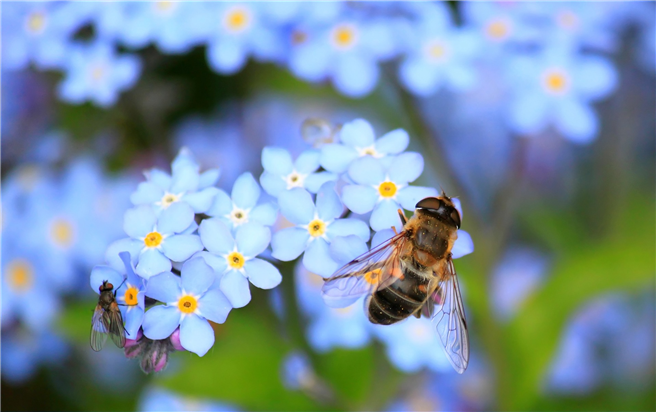 Forscher präsentieren auf dem internationalen Insektenschutzsymposium einen Maßnahmeplan zur Bekämpfung des Insektensterbens. © cocoparisienne, pixabay.com
