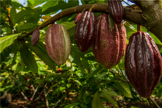 Kakaofrüchte auf einer Rainforest-Alliance-zertifizierten Farm. © Sergio Izquierdo 