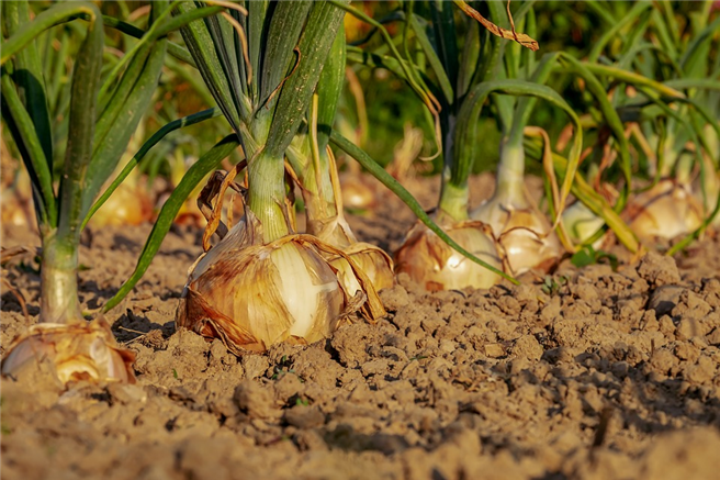 Soils provide the essential nutrients, water, oxygen and support for plants in our agriculture. © Couleur, pixabay