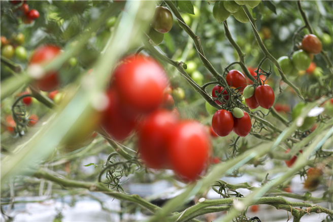 Die Registrierung in Frankreich umfasst Blatt- und Bodenanwendungen für eine Vielzahl von Kulturen, einschließlich Obst und Gemüse. © Bayer AG