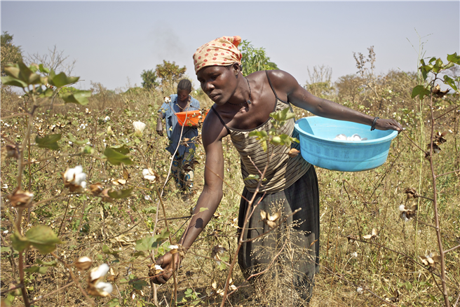 Ernte auf einem ökologisch bewirtschafteten, regenbewässerten Baumwollfeld in Uganda. © Klaus J.A. Mellenthin