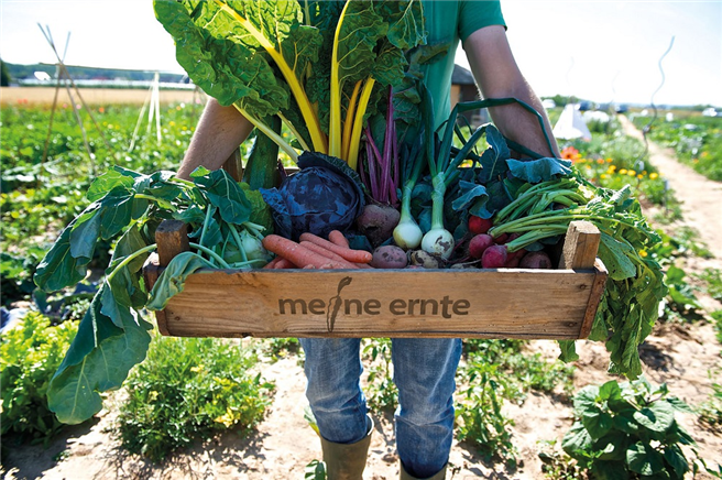 Verschenken Sie zu Weihnachten einen Gutschein für einen Miet-Gemüsegarten an einem der 25 Standorte. © Tammo Ganders / meine ernte 