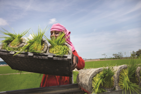 Im Kampf gegen die wachsende Mangelernährung ist es wichtig, mehr Kleinbauern zu erreichen. © Bayer AG