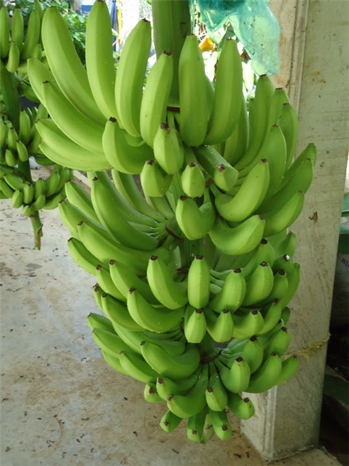 Bananenplantage in Kolumbien. © SÜDWIND