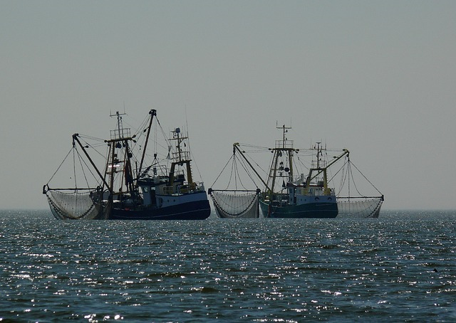 DUH fordert ein Ende der Überfischung und illegaler Praktiken auf See. © moritz320, pixabay.com