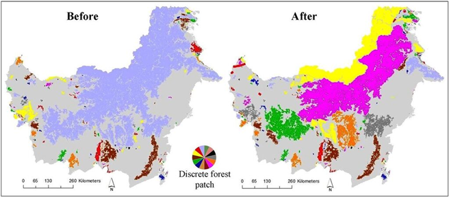 The reduction in forest connectivity with new road and rail projects. Forests with different colors are in isolated forest blocks. The many different colors after the projects are completed indicate how dramatically forest connectivity will be reduced.