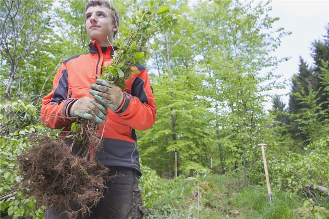Nach vorne schauen: Viel Arbeit liegt vor den Waldbesitzern, um ihren Wald fit für die Zukunft zu machen. © PEFC