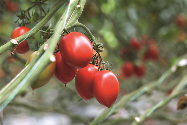 Auf der Fruit Logistica wird Bayer sein neues Gemüsesaatgutportfolio vorstellen. © Bayer AG