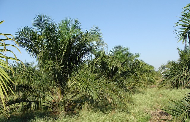 Die Landnahme durch die Palmöl-Firma SOCFIN muss beendet werden. © sarangib, pixabay.com