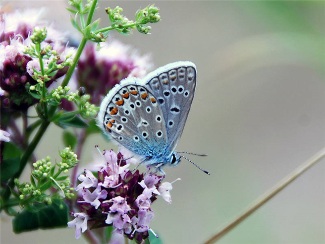 Hauhechel-Bläuling (Polyommatus icarus) © Jan Christian Habel / TUM