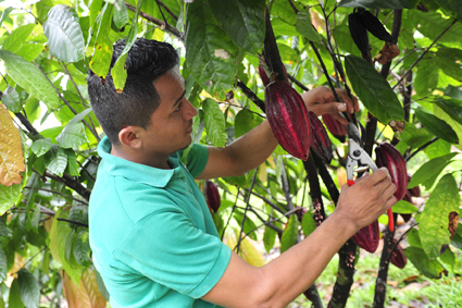 Für jede Sorte verwendet Ritter Sport Kakao aus jeweils nur einem Herkunftsland. Hier zu sehen ist der Kakaoanbau in Nicaragua. © Alfred Ritter GmbH & Co. KG