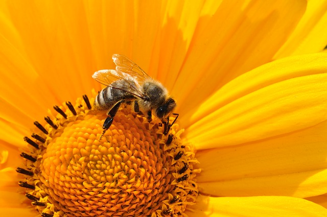 Unterzeichnen Sie den Eil-Appell gegen die Zulassung weiterer Ackergifte, die unsere Bienen töten. © katja, pixabay.com