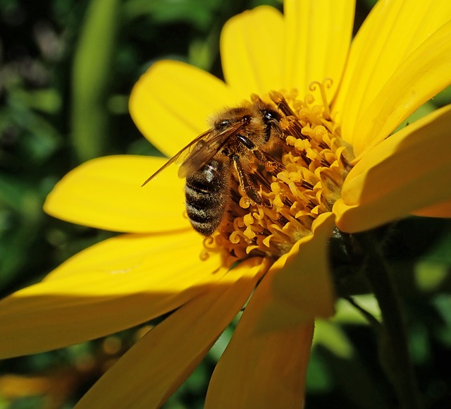 Überraschend erklärte die Bayerische Staatsregierung, den Gesetzentwurf des Volksbegehrens 'Rettet die Bienen!' anzunehmen. © Buntysmum, pixabay.com