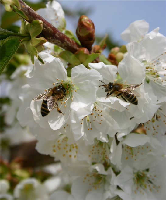 Durch den Anbau verschiedener Obstarten – wie zum Beispiel Kirschen – fördern die deutschen Obstanbauer Bienen und andere wichtige Insekten. Wer leckeres Obst aus regionalem Anbau genießt, trägt daher indirekt zum Schutz der heimischen Insektenwelt bei. (Bildnachweis: GMH)
