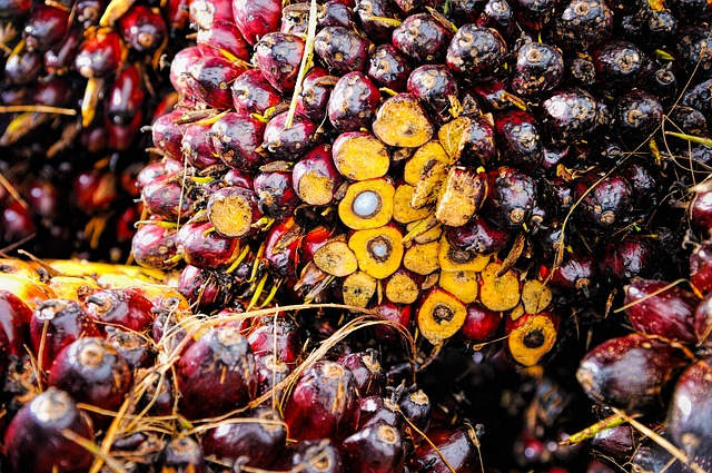 Insbesondere Palmöl bezieht Europa aus dem Ausland. © tristantan, pixabay.com