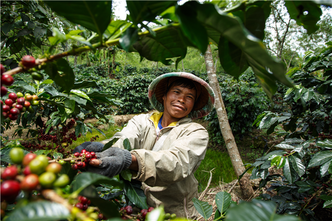 Fairtrade veröffentlicht überarbeiteten Standard für kleinbäuerliche Organisationen, um wirtschaftliche Stabilität von Kleinbauern zu verbessern. © Nathalie Bertrams