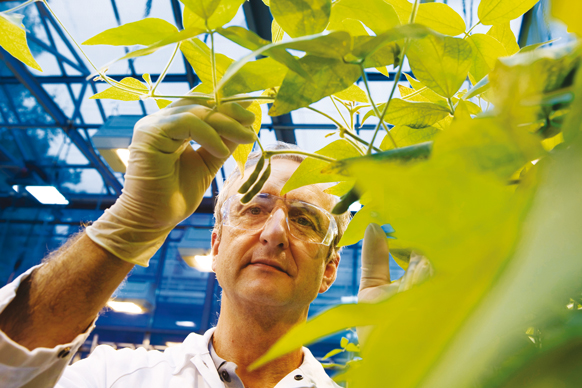Forscher bei der Begutachtung von Soya-Pflanzen. © Bayer AG