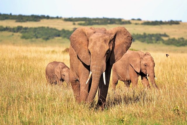 Die Regierung von Botswana hat angekündigt, das seit 2014 geltende Jagdverbot aufzuheben. © Pexels, pixabay.com