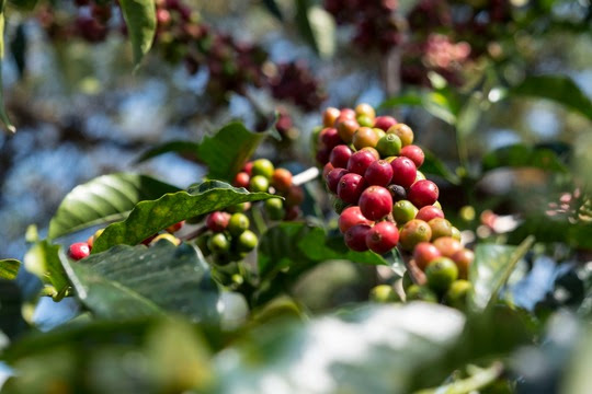 Äthiopien: Mit Kaffeeanbau aus der Armut. © Stiftung Menschen für Menschen 
