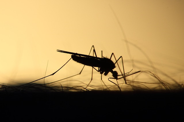 Malaria-übertragende Mücken-Arten profitieren vom Klimawandel und werden sich infolgedessen in Europa und dem Mittelmeerraum weiter ausbreiten. © Emphyrio