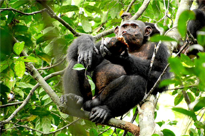 Können Schimpansen zukunftsorientiert handeln? Neue Erkenntnisse legen dies nahe. © Erwan Theleste
