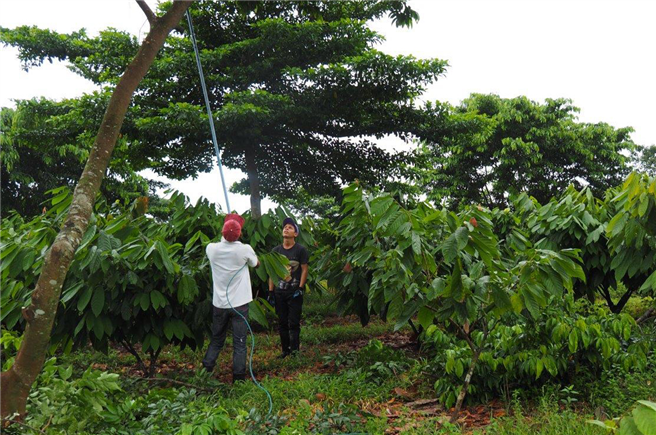 Ritter Sport hat in Nicaragua ehemals als Weideland genutzte Brachflächen aufgeforstet und baut auf rund 1.200 Hektar Kakao im Agroforstsystem an. © Alfred Ritter GmbH & Co.KG
