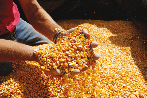 Die NemaStrike™-Technologie von Bayer hilft, Ernteerträge in Mais, Soja und Baumwolle zu sichern. © Bayer AG