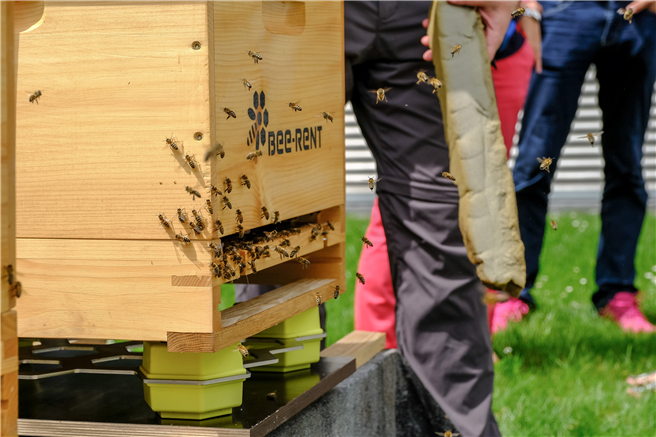 Smarte Bienenstöcke auf dem Gelände der Telekom-Zentrale in Bonn. © Deutsche Telekom