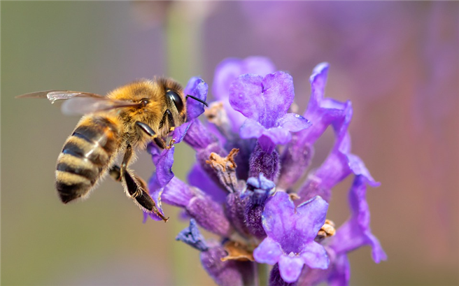 Die Europäische Bürgerinitiative 'Save bees and farmers' setzt dort an, wo Europas Landwirtschaftspolitik maßgeblich gestaltet wird. © Myriams-Fotos, pixabay