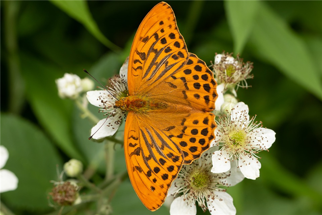 Die Möglichkeit Schmetterlinge in der Natur zu beobachten wird immer seltener, denn ihre Lebensräume schwinden. © nidan, pixabay