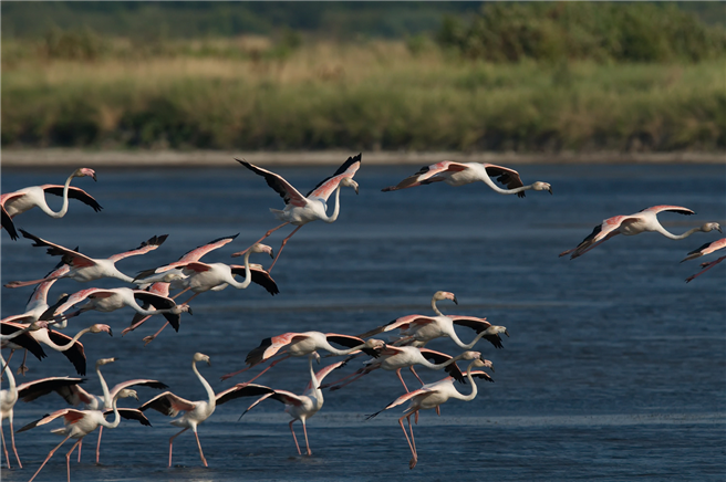 Flamingos finden in der Saline Ulcinj ideale Bedingungen. © Peter Sackl