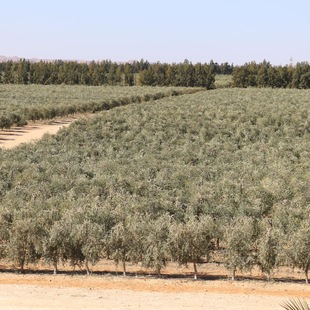 Junge Olivenbäume auf einer Nachbarfläche der 'Oase 1', am Rande des marokkanischen Atlasgebirges. © Forest Finance Service GmbH
