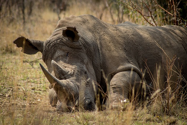 Der Handle mit Nashörnern und Elefanten wird auf der CITES-Konferenz die Agenda dominieren. © BMT2016, pixabay.com