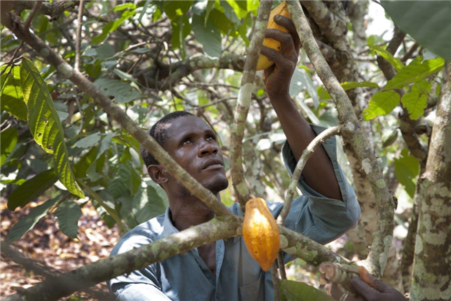 Neben den Produzenten in den Anbauländern werden alle Beteiligten der Lieferkette zertifiziert und regelmäßig kontrolliert. © Marco Garofalo, Fairtrade