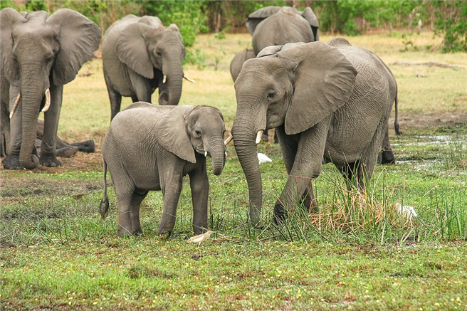 Die in Genf zu Ende gehende Weltartenschutzkonferenz (CITES) wird von Artenschützern als eine der erfolgreichsten bisher beurteilt. © designerpoint, pixabay