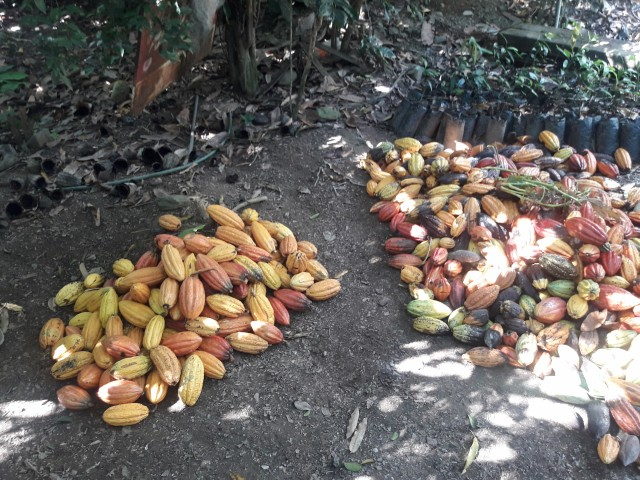 Verarbeitet wird der Kakao sorten-, jahrgangs- und lagenrein. PERÙ PURO