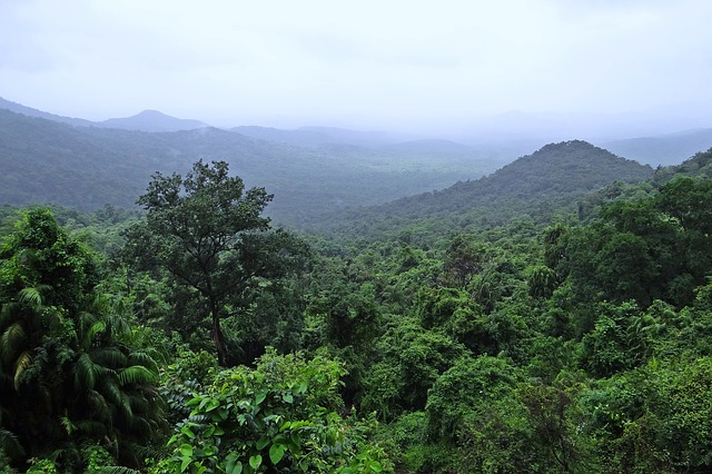 Ecosia wird in Zukunft noch eine Million weitere Bäume in Brasilien planzen. © sarangib, pixabay.com
