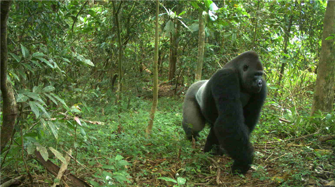 Ein Cross River Gorilla vor einer Kamerafalle © WCS Nigeria Programm