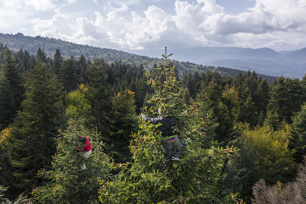 Gefährlicher Einsatz: Seit 2018 engagieren sich toom und Fair Trees dafür, dass die georgischen Erntehelfer nicht mehr ungesichert in die Baumkronen klettern. © toom