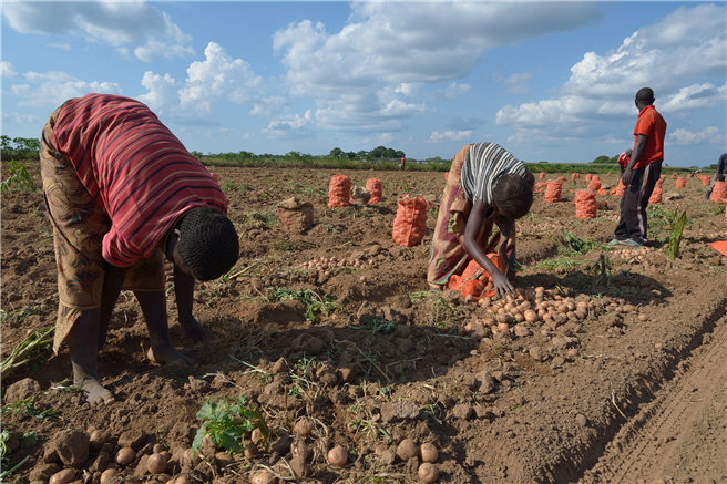 Die vierjährigen Erfahrungen mit dem Kleinbauern-Projekt von Bayer in Kenia untermauern den Erfolg des Root2Success-Konzepts. © Bayer AG
