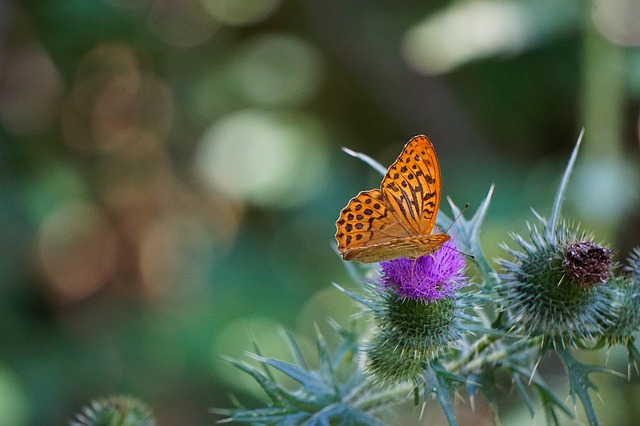 In Scientific Reports werden aktuelle Forschungsergebnisse zum Bestand von Schmetterlingen vorgestellt. © uschel, pixabay.com
