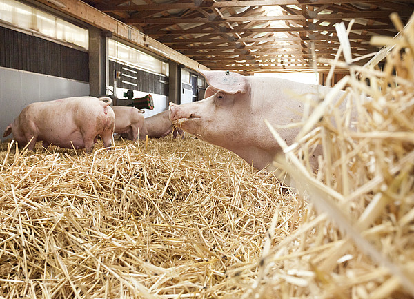 KI im Stall: Das LSZ Boxberg und die Universität Hohenheim erschließen Datenquellen für eine bessere und ökonomischere Schweinehaltung © Universität Hohenheim / Sacha Dauphin