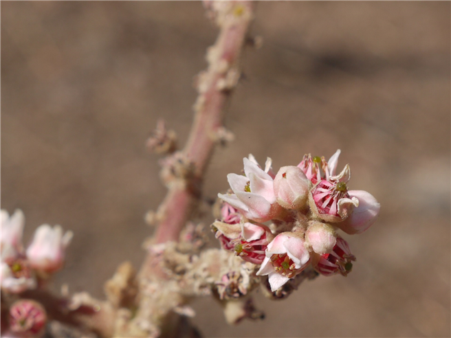 Burseraceae © Von Dinesh Valke from Thane, India - Kurunda, CC BY-SA 2.0