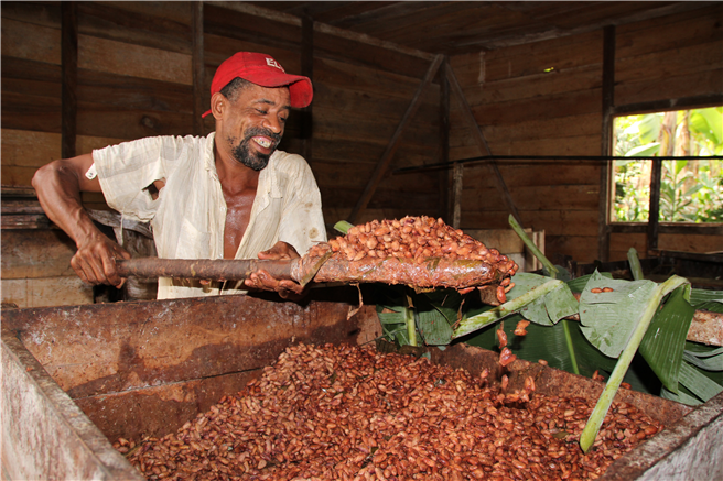 Fermentierung der Kakaobohnen beim GEPA-Partner CECAQ-11: Dass eine transparente Lieferkette möglich ist, zeigen unsere Schokoladen von unserem Kakao-Partner CECAQ-11. Die zu fairen angebauten Kakaobohnen sind tatsächlich in der Schokoladentafel enthalten und somit ist die Schokolade 'von der Bohne bis zur Tafel fair.'. Zu CECAQ-11 gehören 17 Genossenschaften. Durch den Einfluss des Fairen Handels fermentieren und trocknen die Genossenschaften ihre Kakaobohnen selbst und exportieren sie über die Kooperative. © GEPA - The Fair Trade Company 