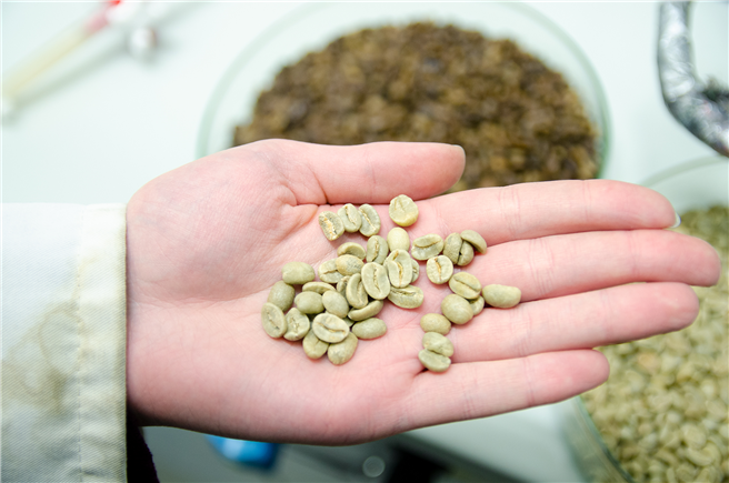 Noch sind sie grün: Die rohen Kaffeebohnen vor der Entkoffeinierung. Nachher sehen sie dunkel aus, ähnlich wie nach der Röstung – geröstet werden müssen sie trotzdem noch. © FH Münster/Theresa Gerks