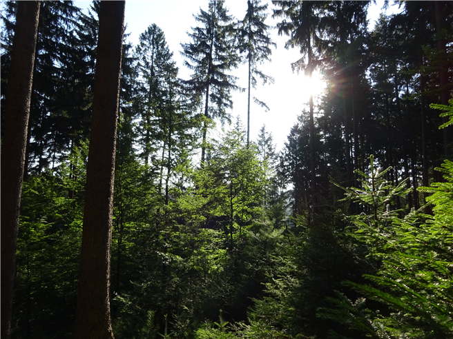 Für den Aufbau gesunder, klimastabiler Wälder setzen sich die Förster im ganzen Land ein. © PEFC Deutschland. 