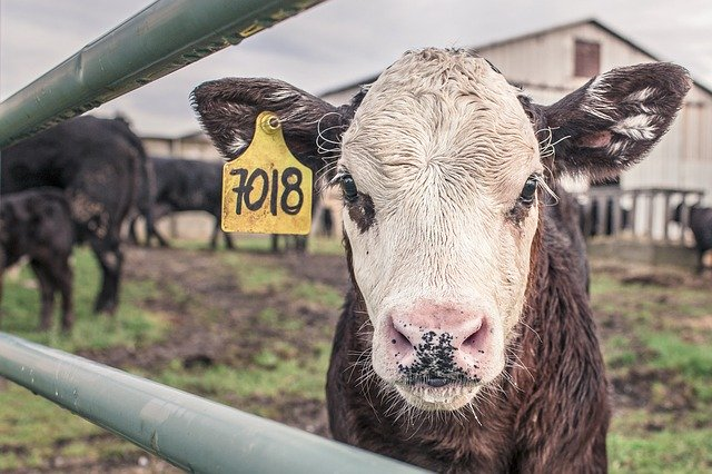 Der Borchert-Bericht ist große Chance für Bauern, Tiere und die Gesellschaft. © RyanMcGuire, pixabay.com