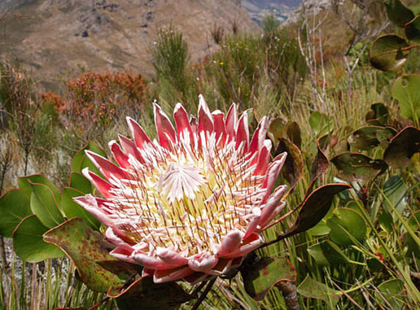 Königsprotea (Protea cynaroides), südafrikanische Nationalblume und eine der untersuchten Arten im südafrikanischen Fynbos. © Universität Hohenheim / Frank Schurr