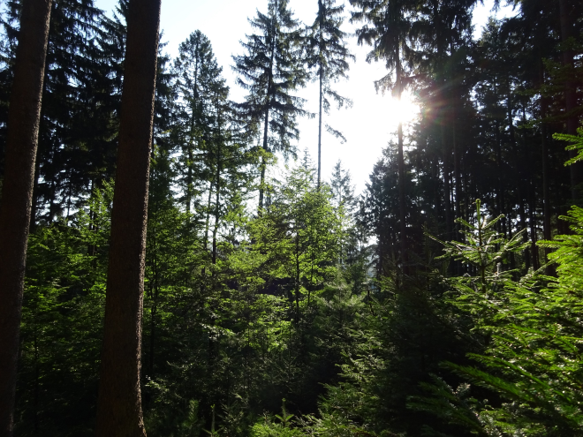 So könnte er aussehen, der klimastabile Zukunftswald: Vielfalt mit mehreren Baumarten in Mischbeständen unterschiedlichen Alters, nachhaltig bewirtschaftet (Foto: PEFC Deutschland)