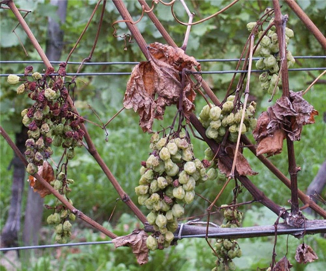 Die Esca-Krankheit wird durch Pilze ausgelöst und kann zum Absterben von Trieben oder ganzen Weinreben und damit zu erheblichen wirtschaftlichen Einbußen führen. © Staatliches Weinbauinstitut Freiburg